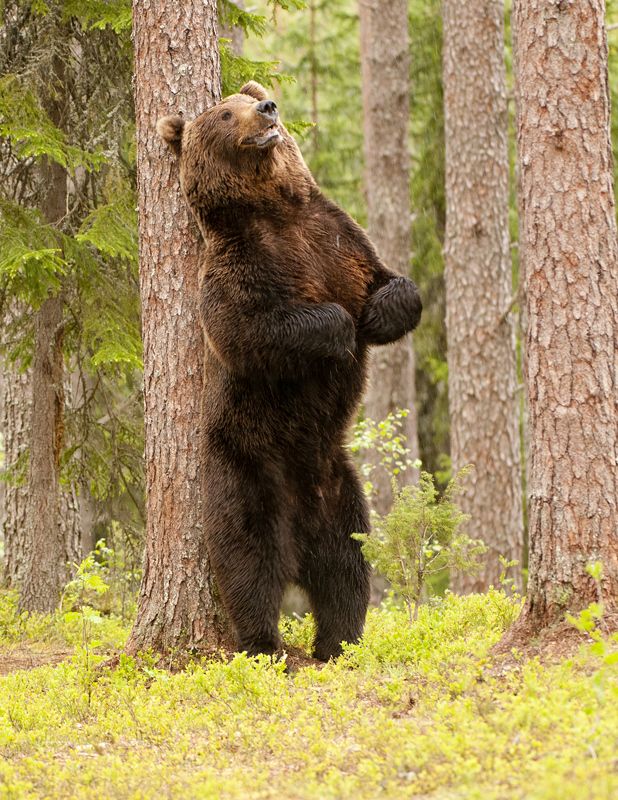 ahand2one's tweet photo. Today's fact! The rich wildlife of the Carpathians includes the largest European populations of brown bears, wolves, chamois, and lynx, with the highest concentration in Romania. We hope we don't run into too many bears on set! https://t.co/6FsbQvGygs