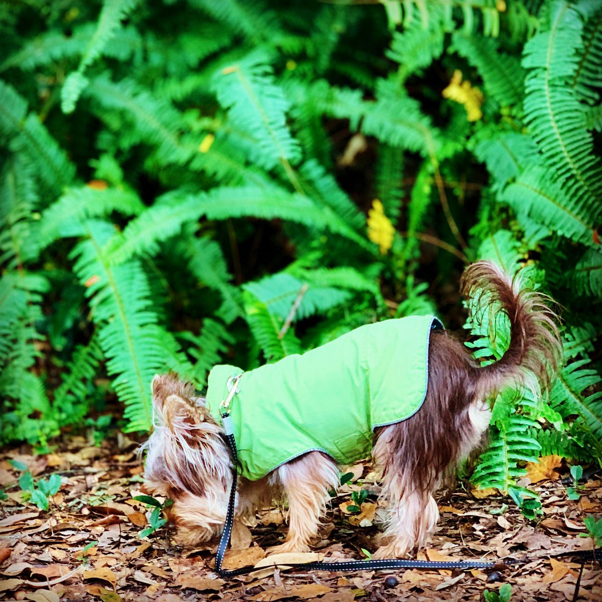 SalvadorsMagic's tweet photo. Happy #Sunday :: Wearing my #doggy #raincoat today 🐶 #ChocolateYorkie #MagicSalvador #yorkie #puppy #yorkielife #yorkiesofinstagram #whattowear https://t.co/rlWw5ZTd0G