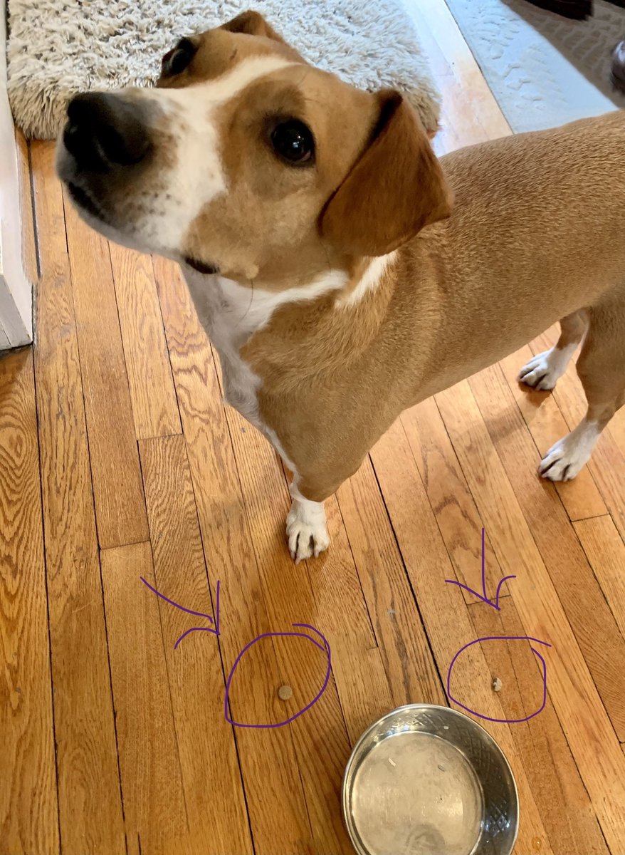 OanaBrooks's tweet photo. When you #furchild refuses to take his meds despite you cooking beef and rice in attempt to disguise the pills. Sigh.... #RescueDogs #hound nose #baltimoredogs #Dogs #AdoptDontShop #treeingwalkerhound #chronicles https://t.co/5MAVLB9mp0