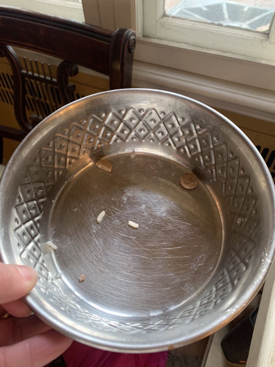 OanaBrooks's tweet photo. When you #furchild refuses to take his meds despite you cooking beef and rice in attempt to disguise the pills. Sigh.... #RescueDogs #hound nose #baltimoredogs #Dogs #AdoptDontShop #treeingwalkerhound #chronicles https://t.co/5MAVLB9mp0