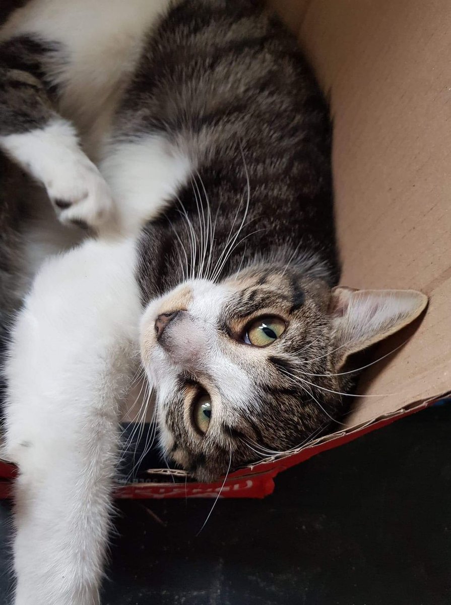 The_Animal_Team's tweet photo. Still #missing tabby/white/beige #cat neutered &amp; chipped, last seen #LittledownView #GreatDurnford #Salisbury #SP46 area. Any information at all, contact numbers on poster. https://t.co/UArJZ2sDL8 #CatsOfTwitter #cats #lostcat #Wiltshire https://t.co/p9kTnq8Xcy