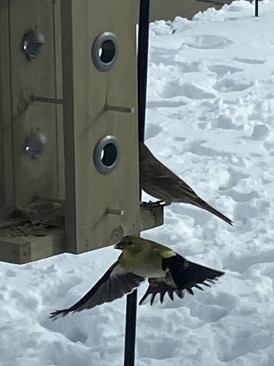 EaChapel's tweet photo. Beauty in flight https://t.co/Xpm9toudWE