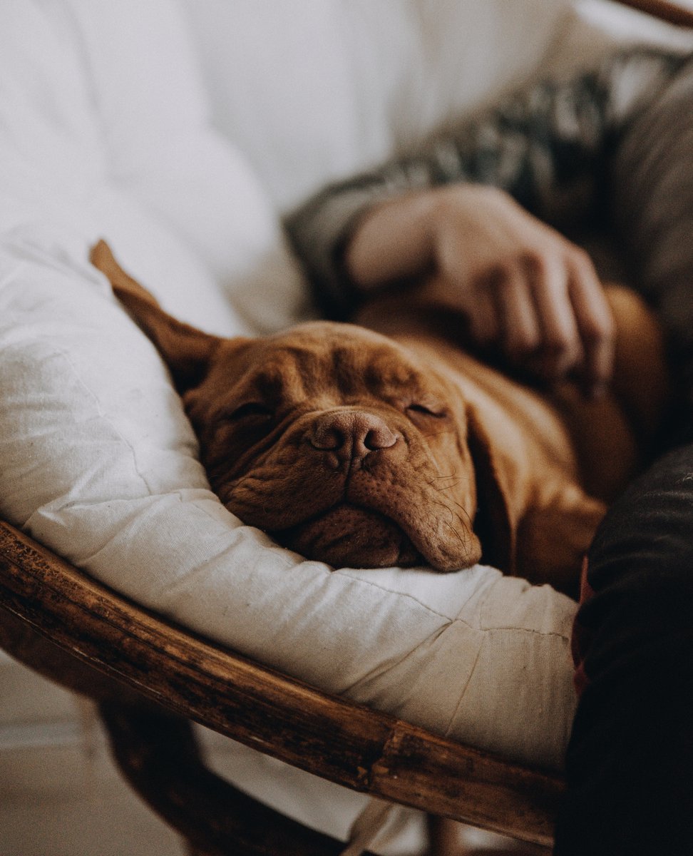 Sweet Sunday Dream'zzz Of Christmas Festivities