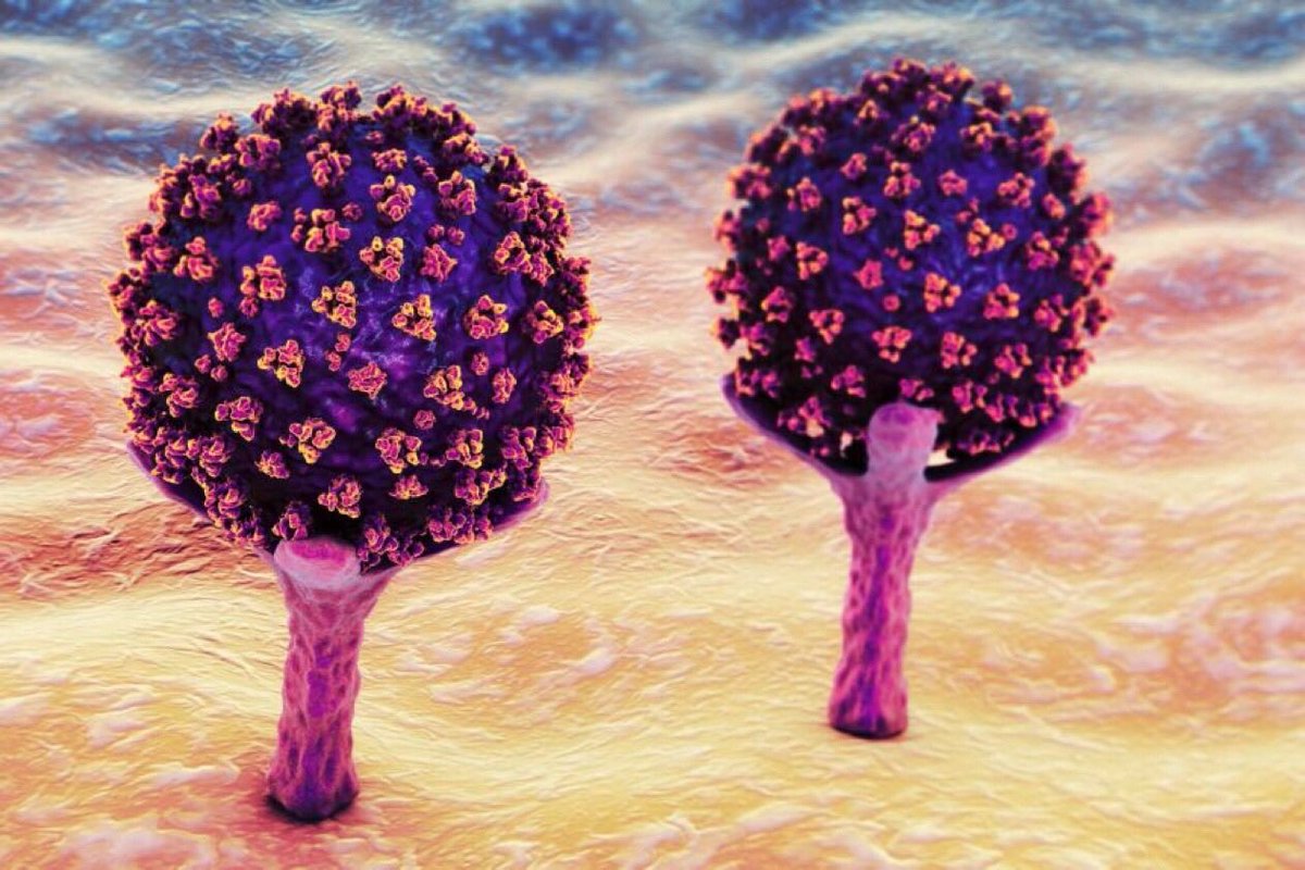 NovelliGnovelli's tweet photo. Per quanto il
Virus sembra modificarsi 
non è per lui facile trovare una soluzione genetica che possa combattere tutte le diverse specificità anticorpali, e gli altri meccanismi della risposta immunitaria. .... https://t.co/vBDGWCH0X9