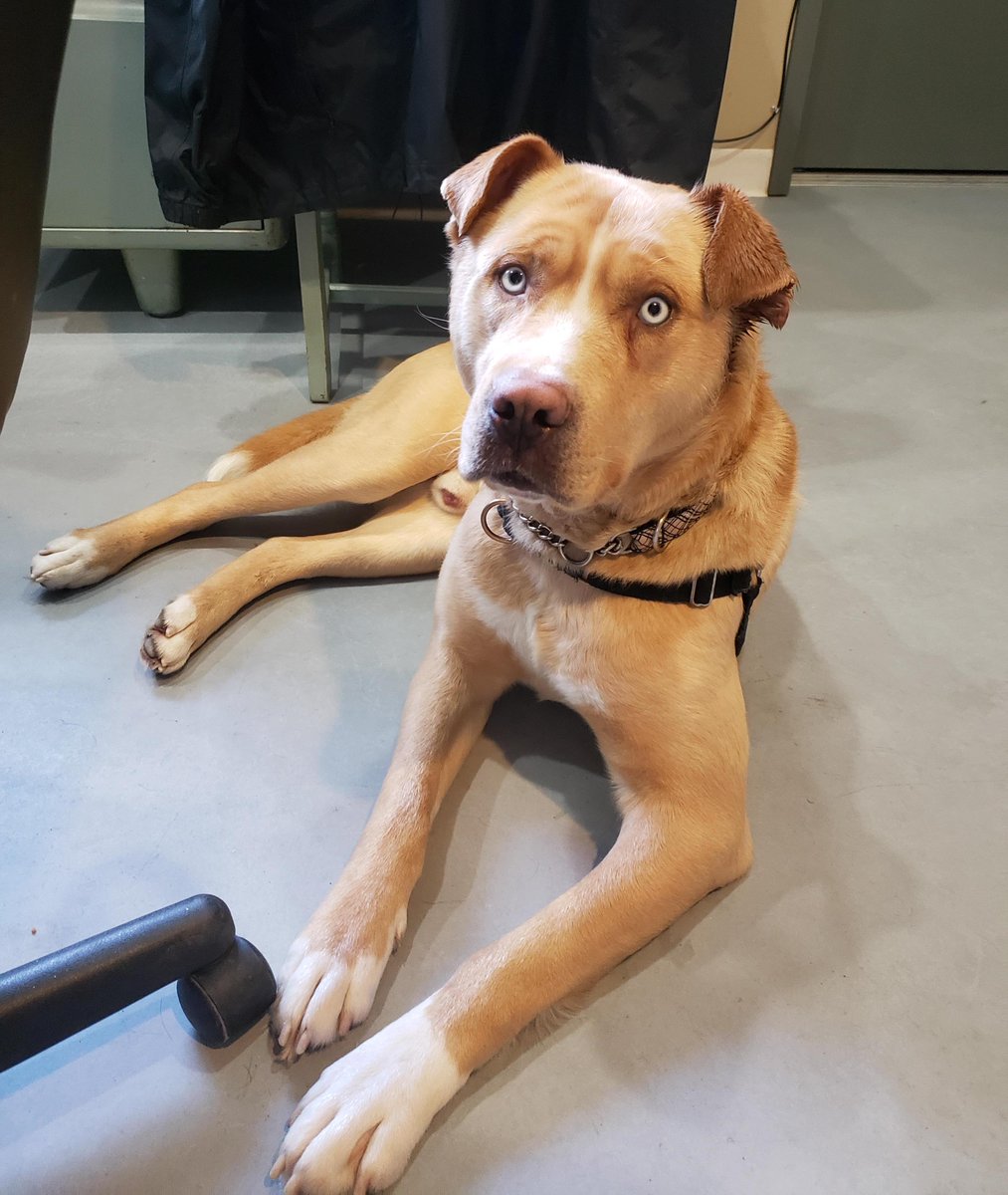 BC_SPCA's tweet photo. He’s active, playful &amp; affectionate – he’s Oscar! He is known for his excellent leash manners, enjoying car rides &amp; cuddling on the couch. Learn more! 
❤Oscar: https://t.co/zr0HlNMg8k
🏠Branch: #PowellRiverBC #BCSPCA https://t.co/TIenpNaaFn