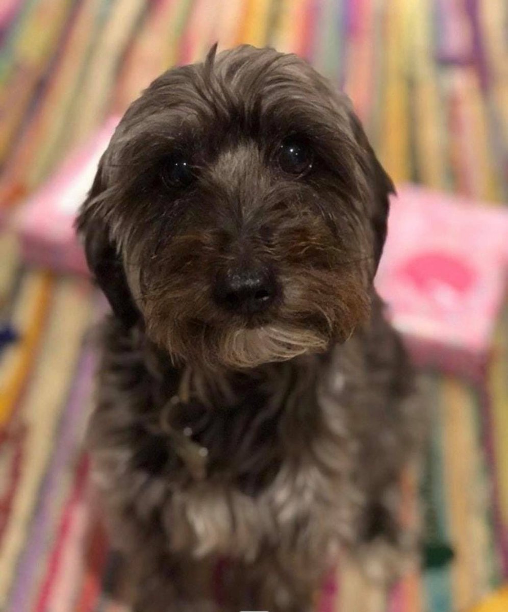 LOST DOG - PLEASE SHARE

Boo was lost on Holkham Beach yesterday afternoon (Sat 19th) and is still missing now. 

Please keep an eye out for her. If found, you’ll find a number on her collar for owners in Burnham Thorpe.

Thank you.🤞🏻Let’s get Boo home to her family.