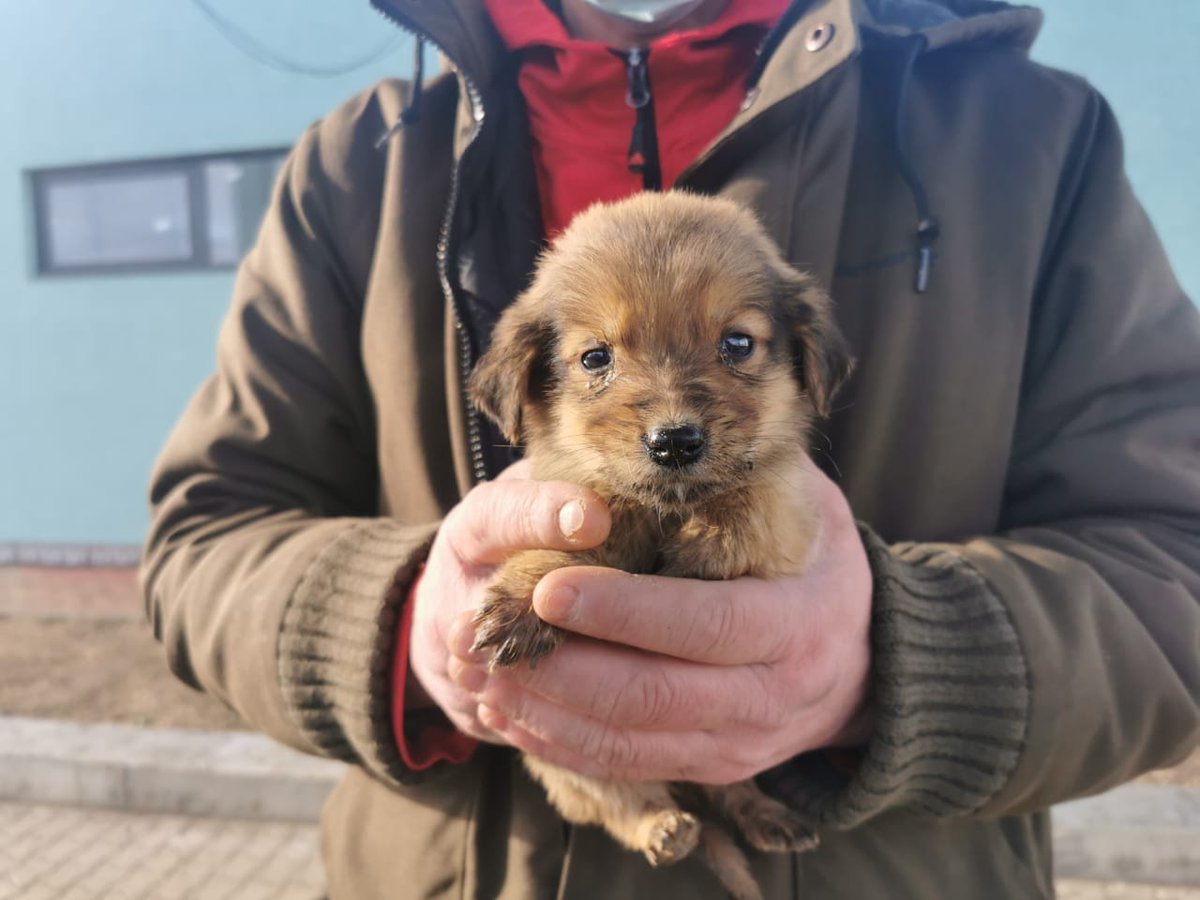 GSPSA2's tweet photo. The 4 #puppies left to find #FureverHome from the industrial site outside #Zugdidi 🇬🇪

Are you able to help? Email info@gspsa.org.ge 

#AdoptDontShop https://t.co/IOtARm2bUR