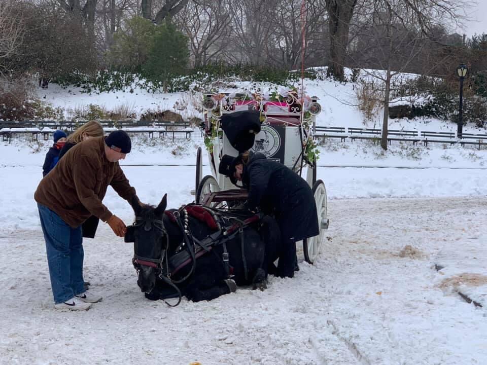 nyclass's tweet image. EMERGENCY! NYC carriage horse just collapsed on ice in Central Park with passengers inside and carriage driver spokesperson @CarriageCavalry put the passengers BACK in the carriage + CONTINUED the ride after the collapse! We have video. @NYCMayor @JustinBrannan @nycHealthy