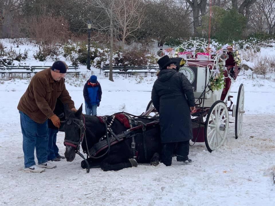 nyclass's tweet image. EMERGENCY! NYC carriage horse just collapsed on ice in Central Park with passengers inside and carriage driver spokesperson @CarriageCavalry put the passengers BACK in the carriage + CONTINUED the ride after the collapse! We have video. @NYCMayor @JustinBrannan @nycHealthy
