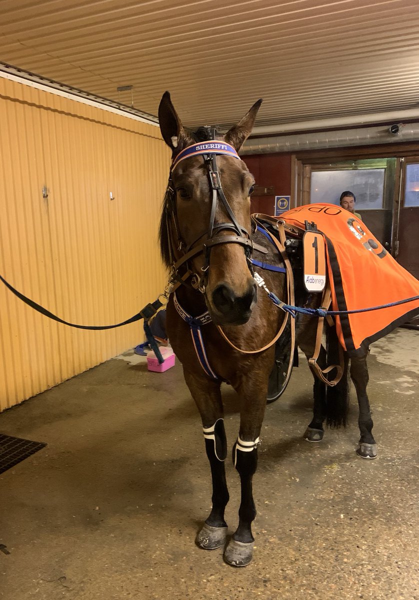 Tämän näköinen kaveri starttaa suosikkina matkaan keskiviikkona Mantorpin 75-kierroksella❗️
Sama kaveri on myös vailla uusia kimppalaisia❗️
Nyt on ainutlaatuinen tilaisuus päästä huippuhevosen omistajaksi‼️ #Sheriffi #ravit