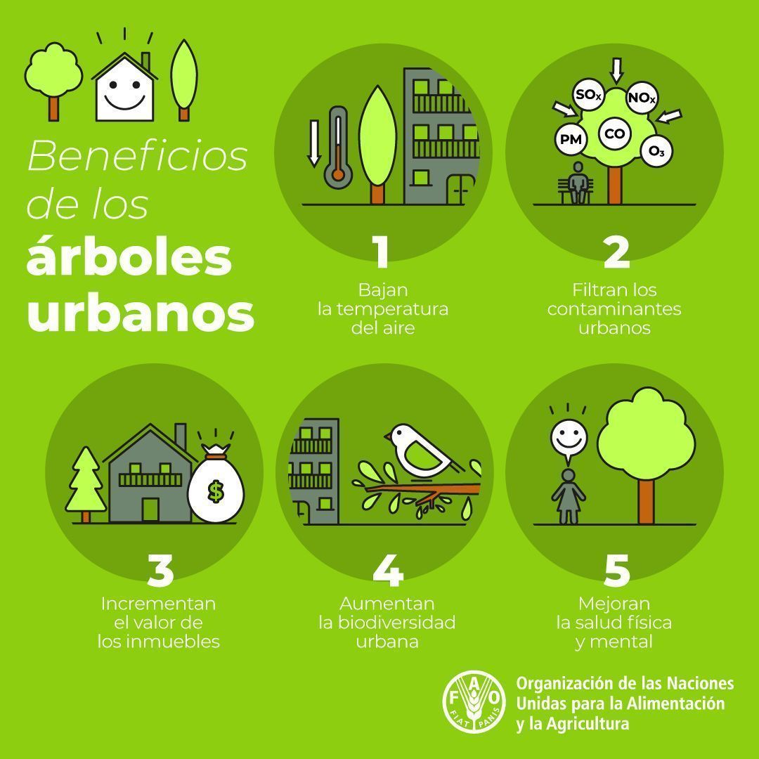 FAOenEspanol's tweet photo. 🌲 Los #árboles y bosques urbanos pueden hacer de nuestras ciudades lugares más verdes, saludables y felices para vivir 🌎 

🌳 ¿Conoces ya todos los beneficios? 

🌴 Aquí tienes algunos 👇 https://t.co/Dxq12jIwGC