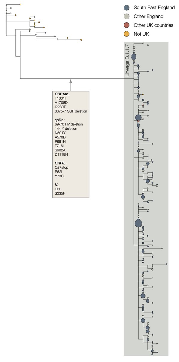 El linaje B.1.1.7 tiene un número mayor de lo habitual de cambios genéticos del virus. LA presencia de 14 cambios de aminoácidos específicos del linaje antes de su detección no tiene precedentes, hasta la fecha, en los datos genómicos del virus a nivel global para COVID-19.