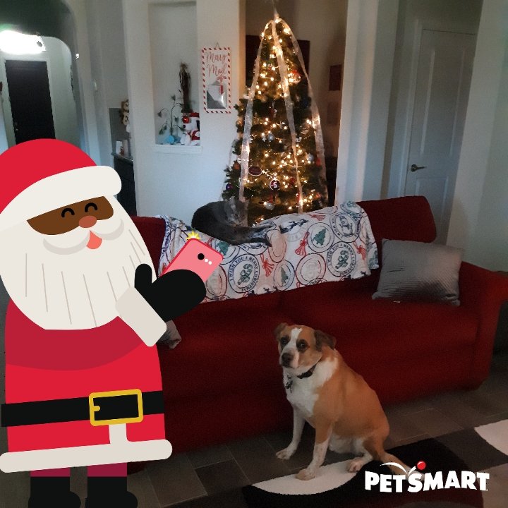SmithLHSH's tweet photo. Holiday pic with the furbabies! #SeasonOfSpoiling #Sweepstakes @PetSmart https://t.co/oXLNYKADuY