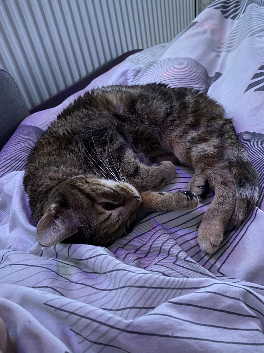 keff20011's tweet photo. Ich bin scheinbar echt gemütlich 😅😂#katze #cute https://t.co/TY6lWg7VmD