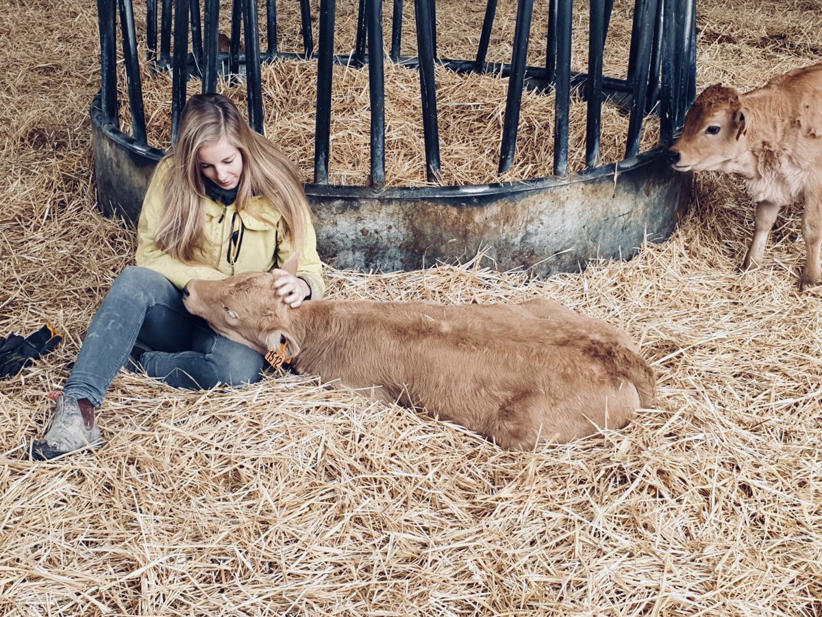 Douceur du dimanche ☺️ #hugs #cow #baby #SundayMorning <a href="/Fragritwittos/">FranceAgritwittos♥️</a> 🐮♡