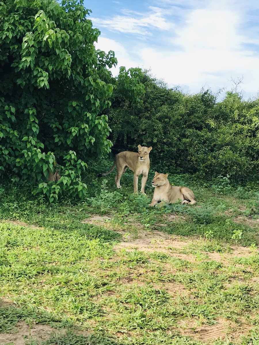 I saw lions today! Ke happy ☺️😊😊 #ChobeNationalPark ♥️