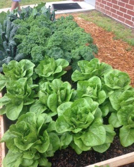 FoodsGfu's tweet photo. The largest population of children spend most of their time in schools. To create agricultural awareness in young people,we have started establishing school gardens so as to support and encourage healthful eating as a key component of children's physical well being . https://t.co/QHW0mo8qCq