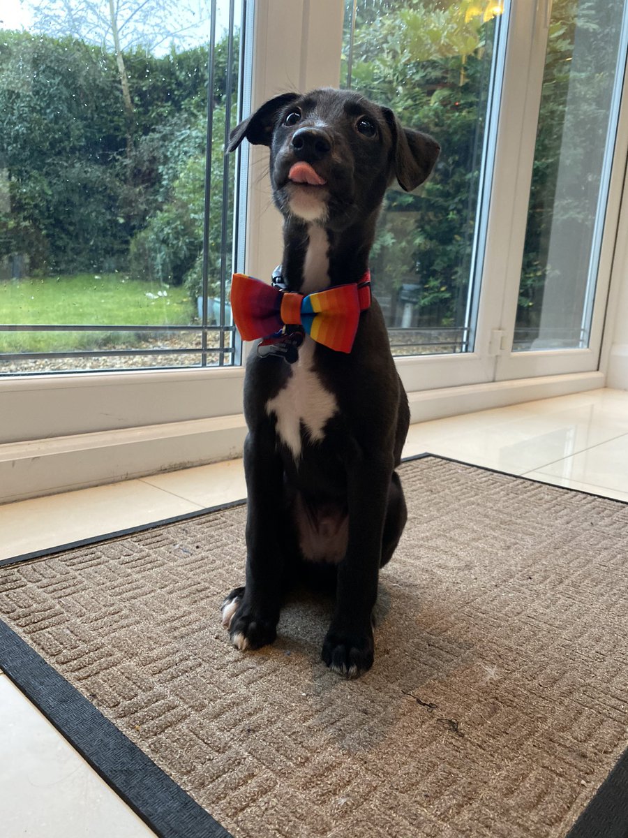 Meet Doug. My new best friend!