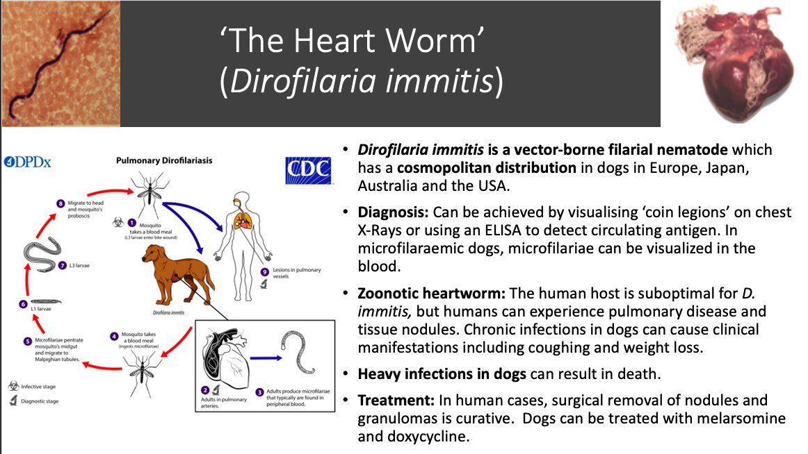 Shannan_tropmed's tweet photo. On the eighth day of Christmas I give to you Dirofilaria immitis. #12WormsofChristmas #Dirofilaria 🐶🪱 https://t.co/HYq3xp742K