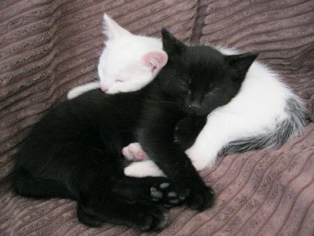 gatitos_qctd's tweet photo. Cat love https://t.co/PTLbn54SFp