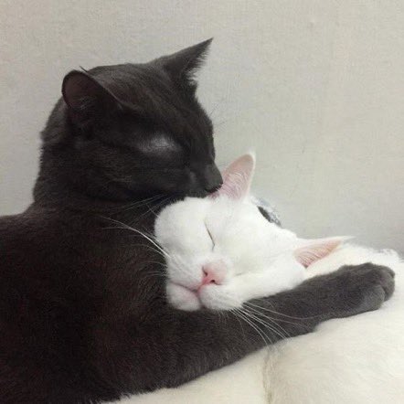 gatitos_qctd's tweet photo. Cat love https://t.co/PTLbn54SFp