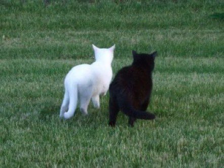 Cat love