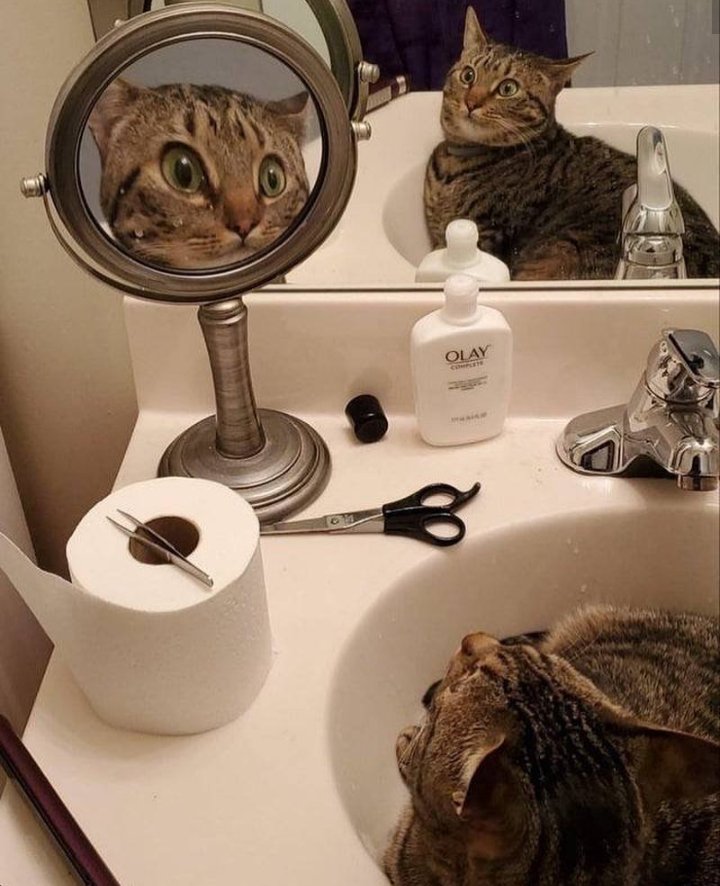 gatitos_qctd's tweet photo. https://t.co/78jqQyhtWf