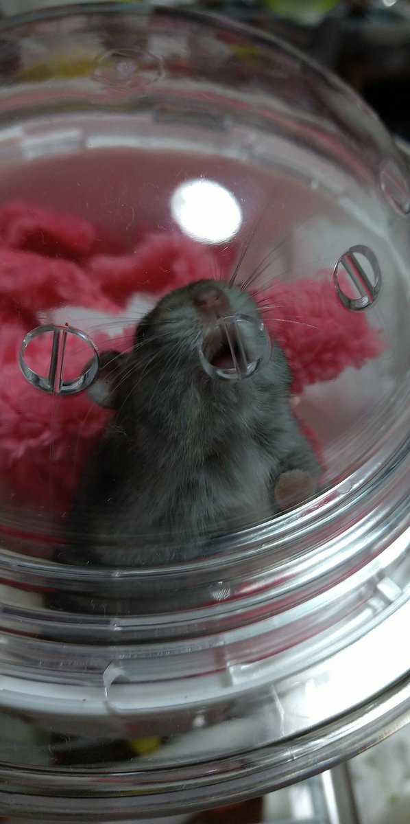 きのこ 夜中の回し車を必死に走りよう音が可愛い すぶたは音さえも可愛い ハムスター きっとハム好きの皆も思ってる 回し車の音癒される クルクルクルクル ピューン 着地に失敗した音も可愛い