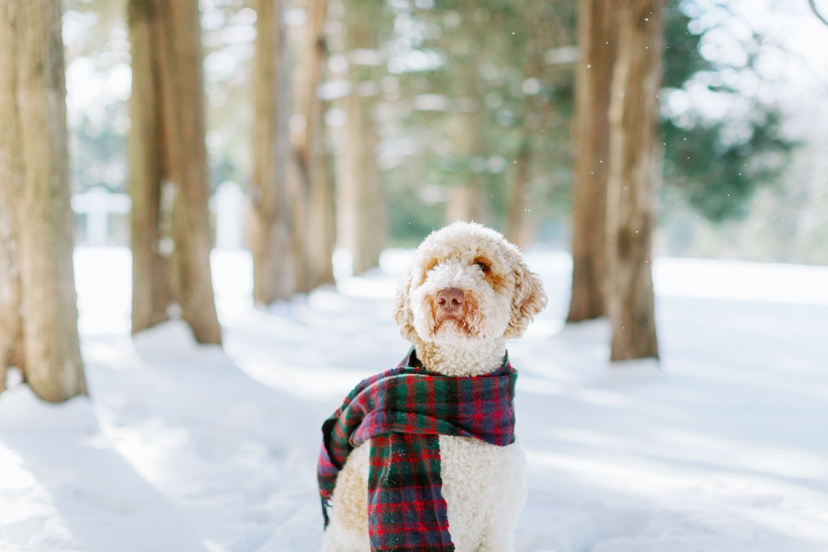 Mom put this scarf on me and told me to pose for some 📸. I think I look quite handsome. #DogsofTwittter #DoodlesofTwitter