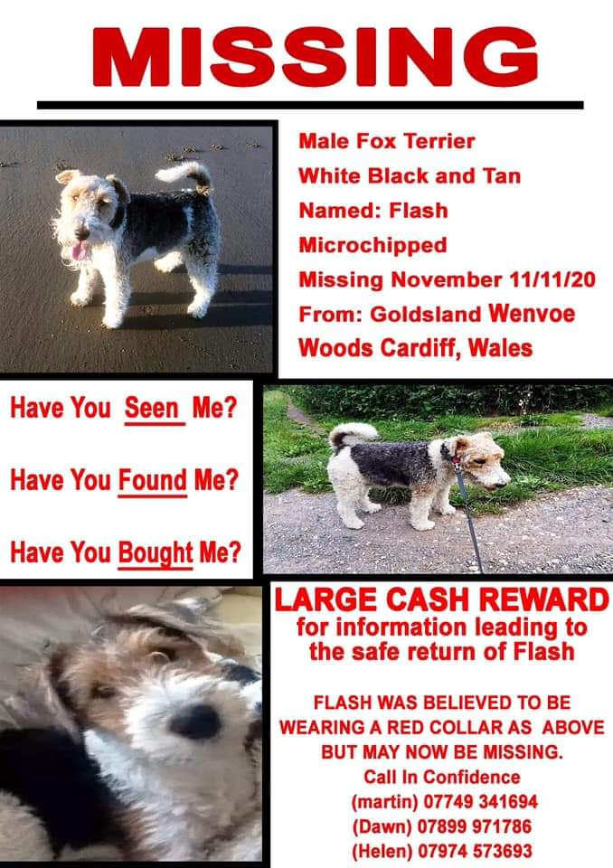 team_greenacres's tweet photo. 🆘️🆘️Please RT🆘️🆘️ @FlashTerrier Flash missing/lost dog from Wenvoe, #Cardiff Wales CF5 since 11.11.20

https://t.co/b2MDaS6Zva

Join his FB page 👇

https://t.co/49zuERKPCF

#findflash #TeamZay #DogsofTwittter https://t.co/hlZsaQZR5t