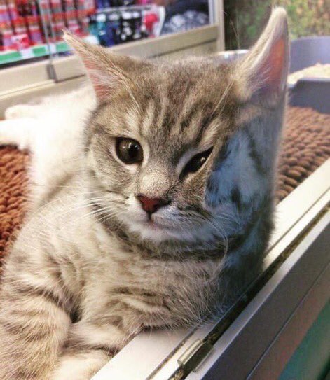 FizzySodaWave's tweet photo. https://t.co/1MyG1QIvHw