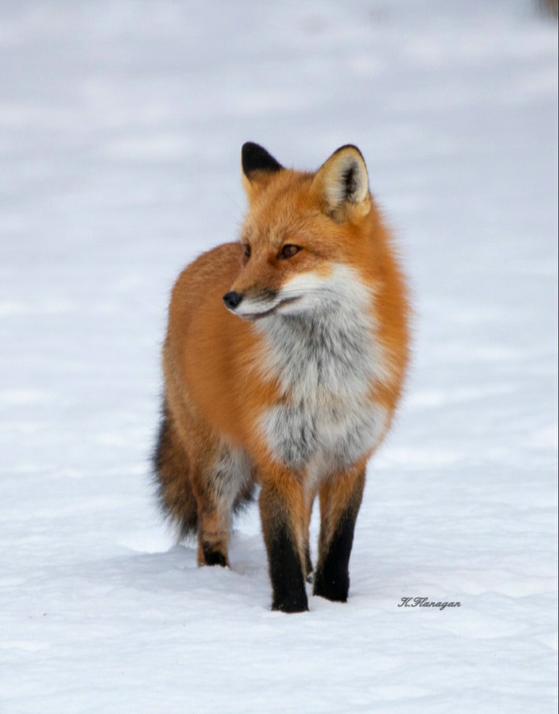 KFlanaganphotos's tweet image. One other pic in the series I took of this beautiful Fox. (Jan. 2020)#wildlifephotography #wildlife #TwitterNatureCommunity #NaturePhotography #nature #naturesbeauty