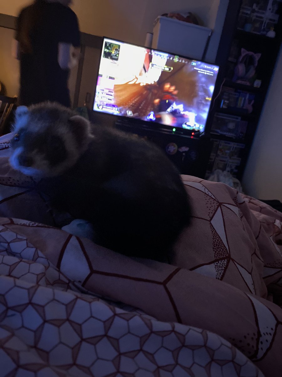 Ash_Effex's tweet photo. Watching some killer @PlayApex matches from my comfy bed with my trusty sidekick ❤️ https://t.co/MDCqj7xqca