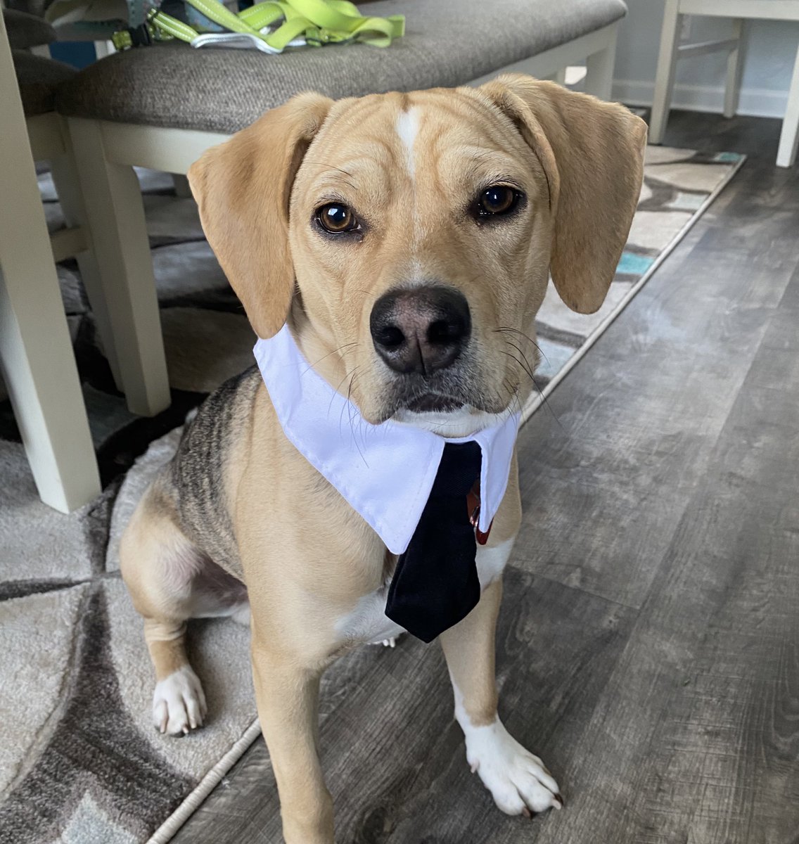 Mom and Dad got married today! 💕 #dog #dogsoftwitter https://t.co/zuMqCPKCWF