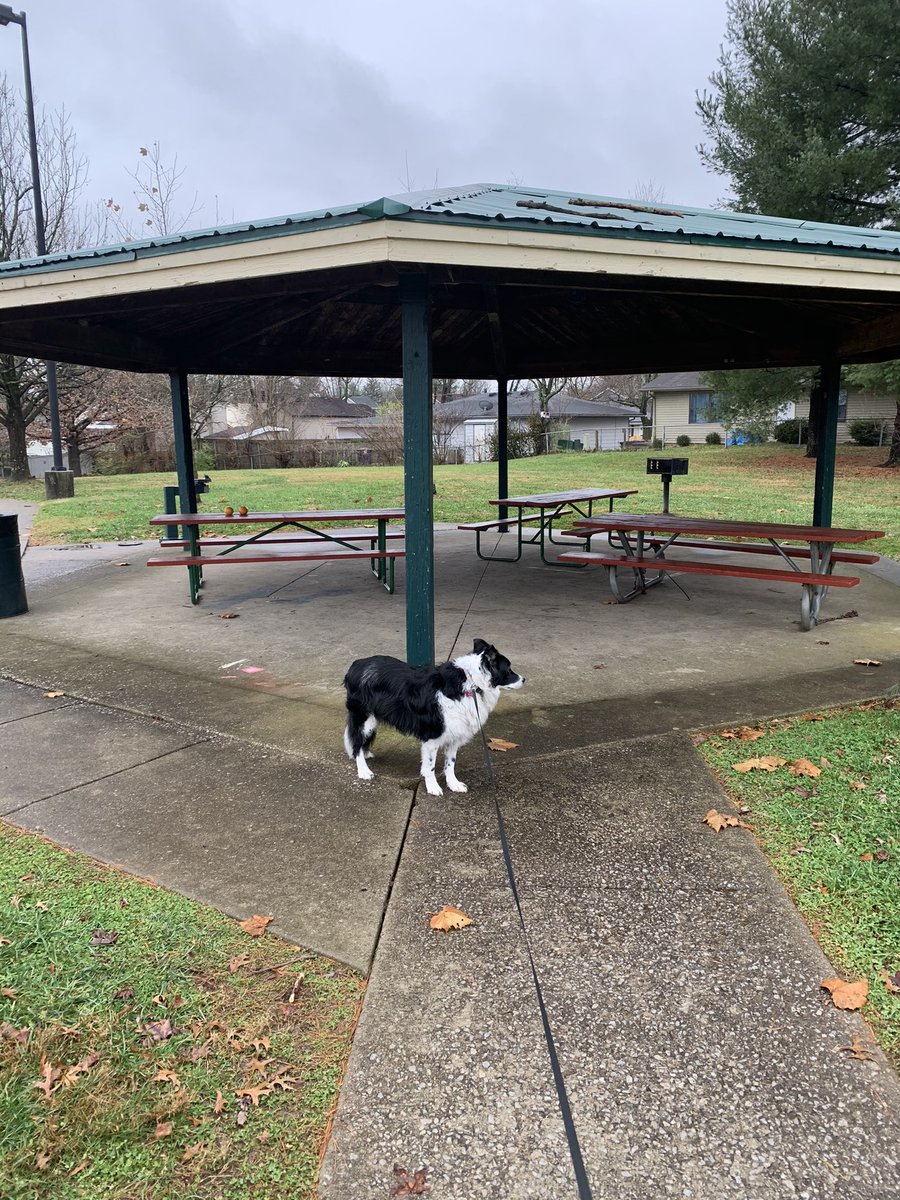 MrMarketingPhD's tweet photo. Weekend walk with Macie. โ
๐๐ #FitbitSteps #Walking #Exercising #DogWalk #Lexington #Kentucky #WoodhillPark https://t.co/w4bEdVeJBB