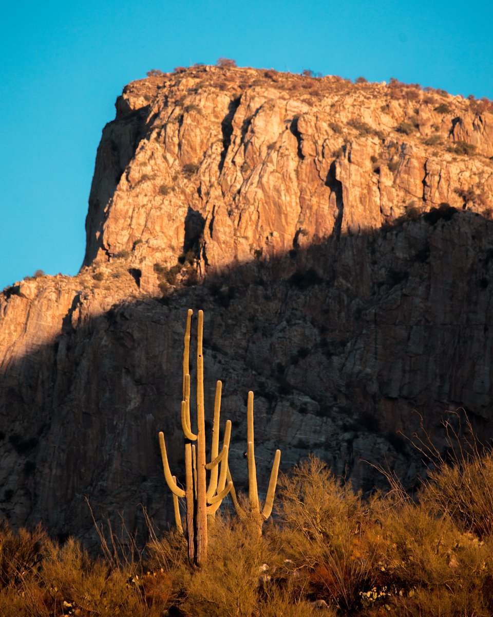 Happy #SaguaroSunday 🌵🌵🌵