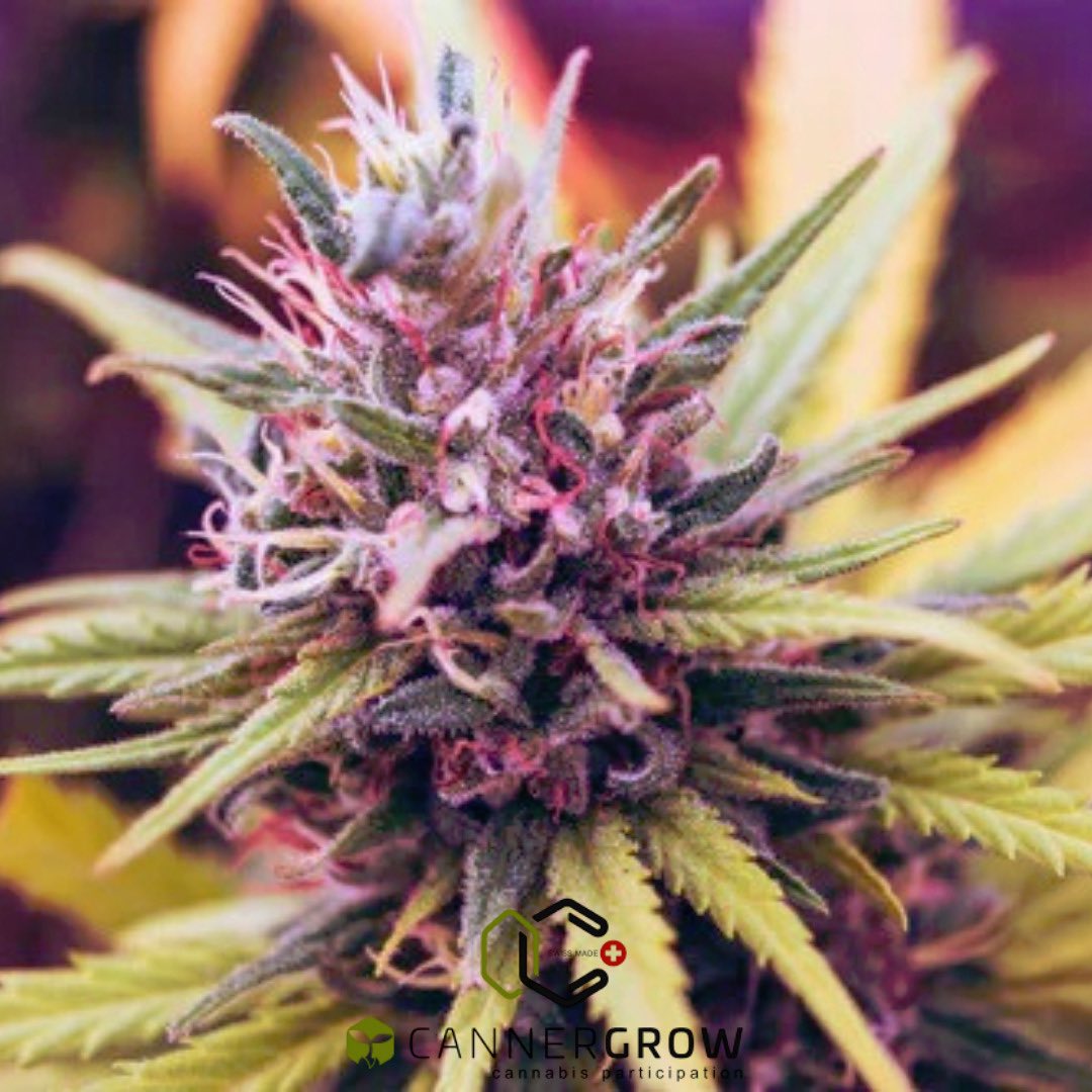 🌱 CANNERGROW!, deine Chance ein weiteres finanzielles Standbein aufzubauen und dein Leben nach deinen Standards zu genießen 😌 
#spaceforce #jerryrice #oregon #moss #NotreDame #billsmafia #UFCVegas17 #munlee #leeds #tier4 #watford #letsgo #startyourinvest #reinindiemasse
