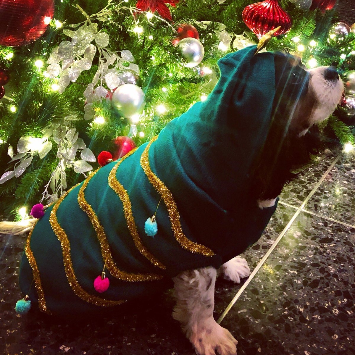 Andrea Haughian tweet media