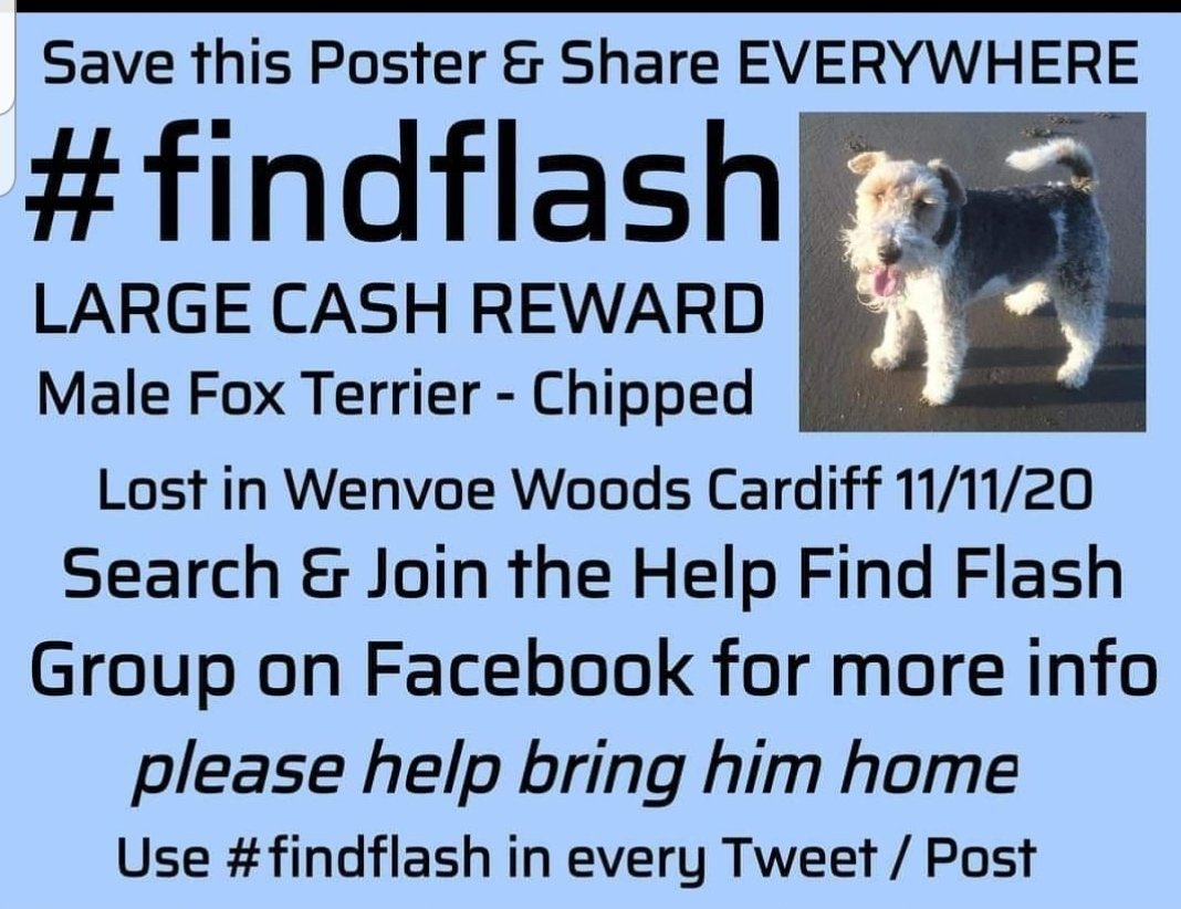 DavidWilding271's tweet photo. Can #TeamFinn work itβs magic? Flash went missing over a month ago near Cardiff - letβs not forget about him. Please share! #FindFlash #FinnHour https://t.co/s3OvDhM2uk