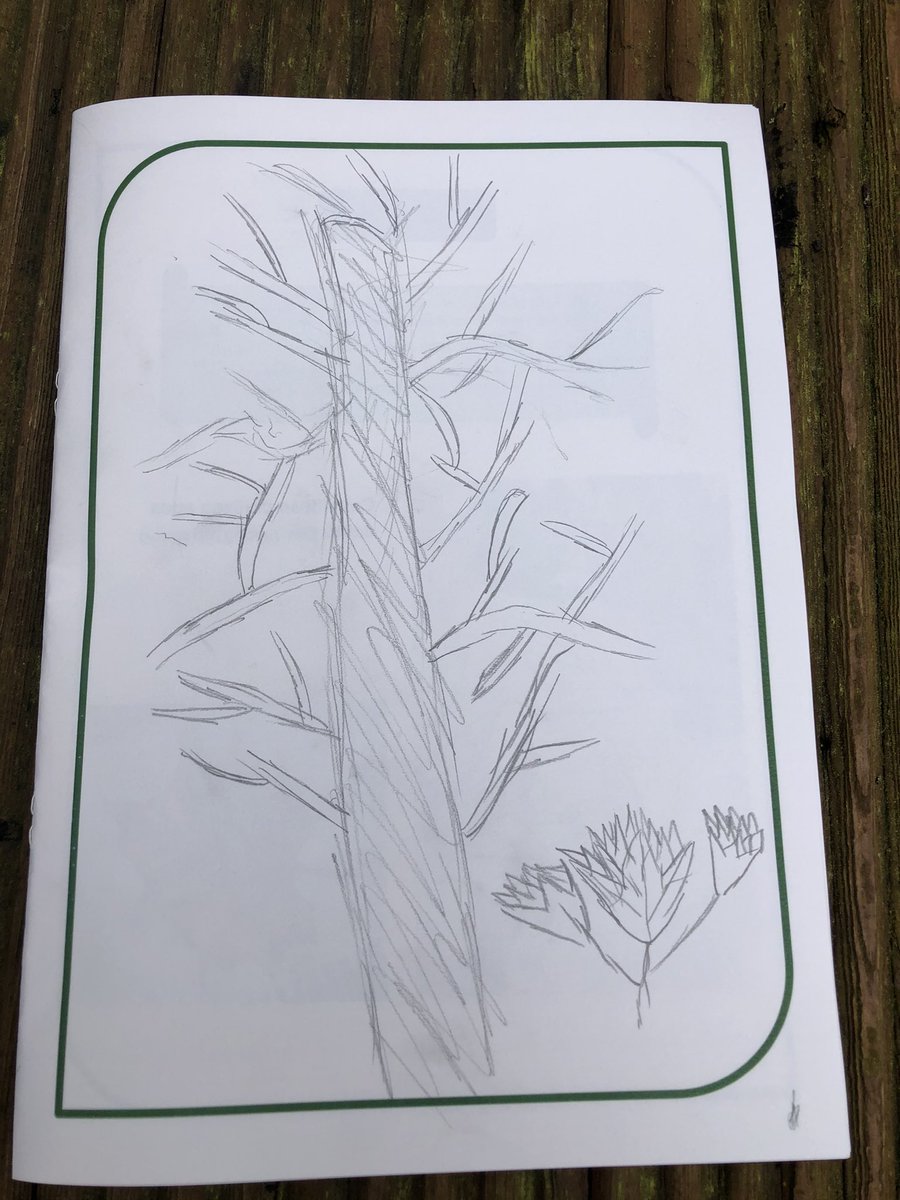 NaRoinn's tweet photo. Ag tarraingt crainn (sketching trees) https://t.co/VZltgSPPDt