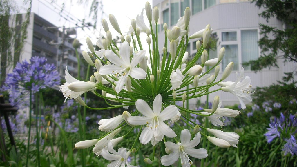 honky_tonk's tweet image. 「信頼にもとづく降参」
これがキーワード

力を抜いて自分自身になると
最も美しい世界が目の前に現れる

ascension2011.jugem.jp/?eid=1060
〔緊張の水位を下げる〕
#entrust #委ねる