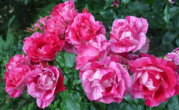 Guy Savoy, the most beautiful striped rose...
