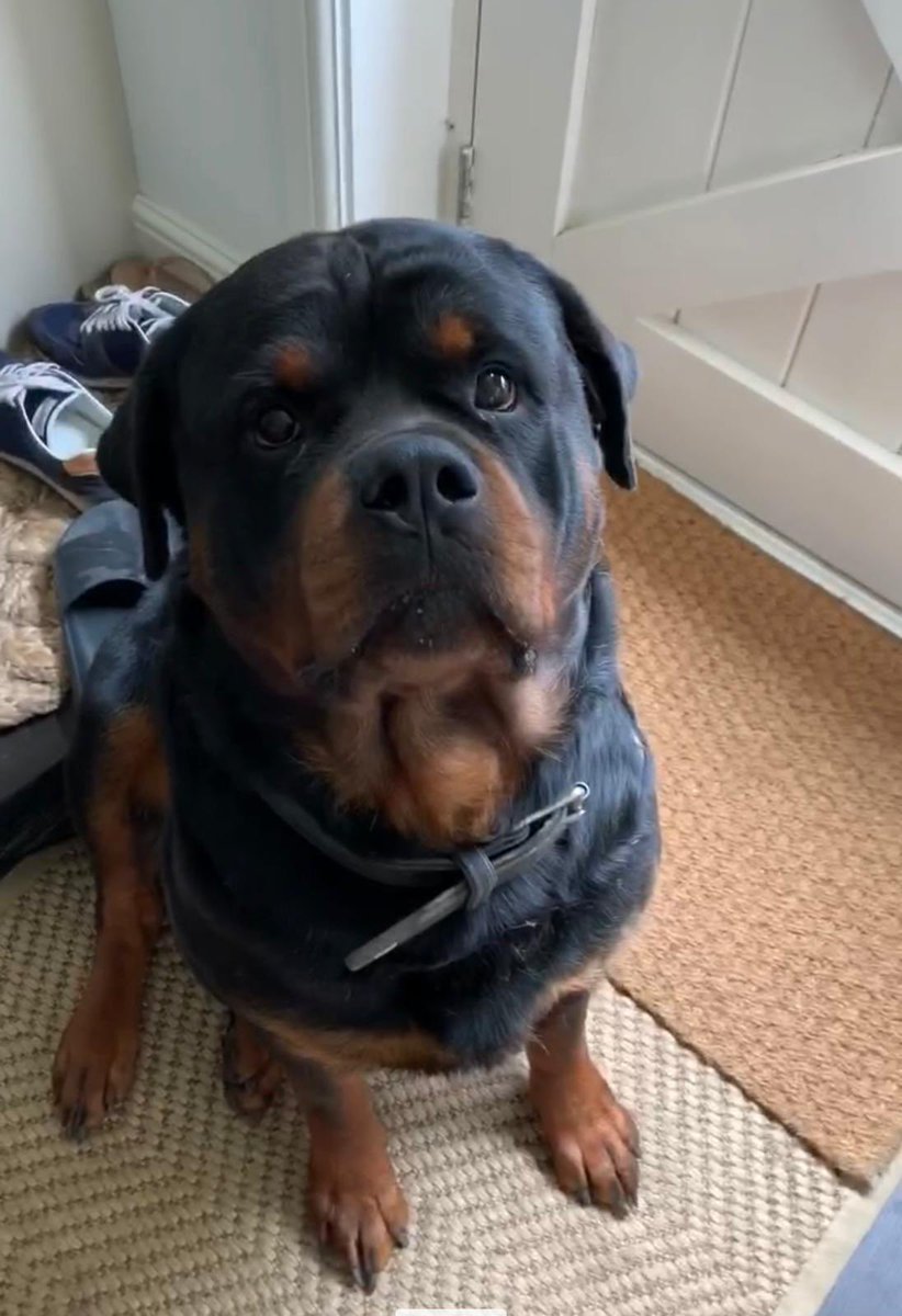 helpfindsamson's tweet photo. Please help me share Samson’s face and get him home to me he stolen and we have no idea where he is! Someone must know something! Please share x https://t.co/fmtZsfkxrw