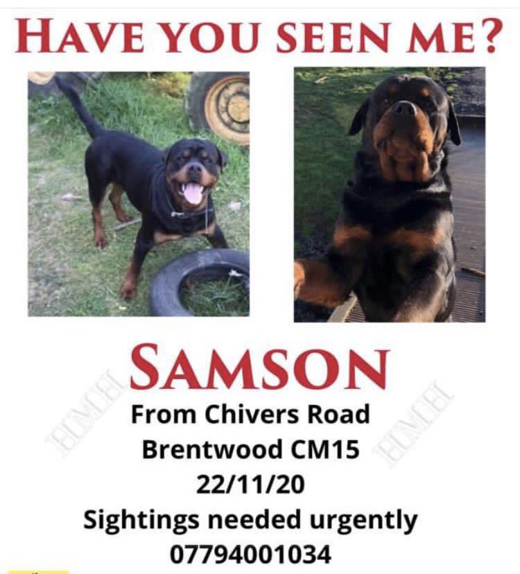 Please help me share Samson’s face and get him home to me he stolen and we have no idea where he is! Someone must know something! Please share x