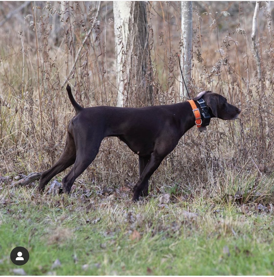 OrangeDogOutfit's tweet photo. It’s #staunchpointsunday y’all! 🙌 📸 @lunathegsp_17 #gsp #germanshorthairpointer #birddog #gundog #orangedogoutfitters #wingshooting #upland #uplandhunting #hunting #huntingdog #pheasanthunting #quailhunting #grousehunting #gundogtraining #wehunt #onpoint #pointingdog https://t.co/1c0VTlmuib