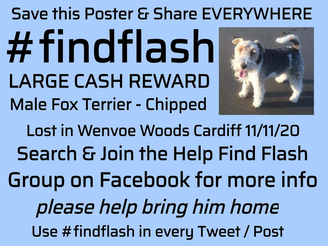 nlb67's tweet photo. Let's make this little boy too hot to handle and get him home to his brother Jack and dad Martin #findflash @FlashTerrier
@hallsofllandaff @Oddjobscardiff https://t.co/lowOj7Qmqv