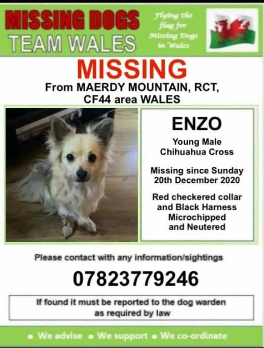 gelert01's tweet image. ‼️URGENT ENZO IS MISSING ON #MAERDY #MOUNTAIN RCT #CF44
Near the Wind Generators area  ‼️
💥Since Sun 20/12/20 💥
Enzo is a young male CHIPPED NEUTERED &amp;amp; wearing Red collar &amp;amp; BLACK HARNESS  @CarolPoyerPeett @bs2510 @Anthony_Bailey_ @mazzy1412