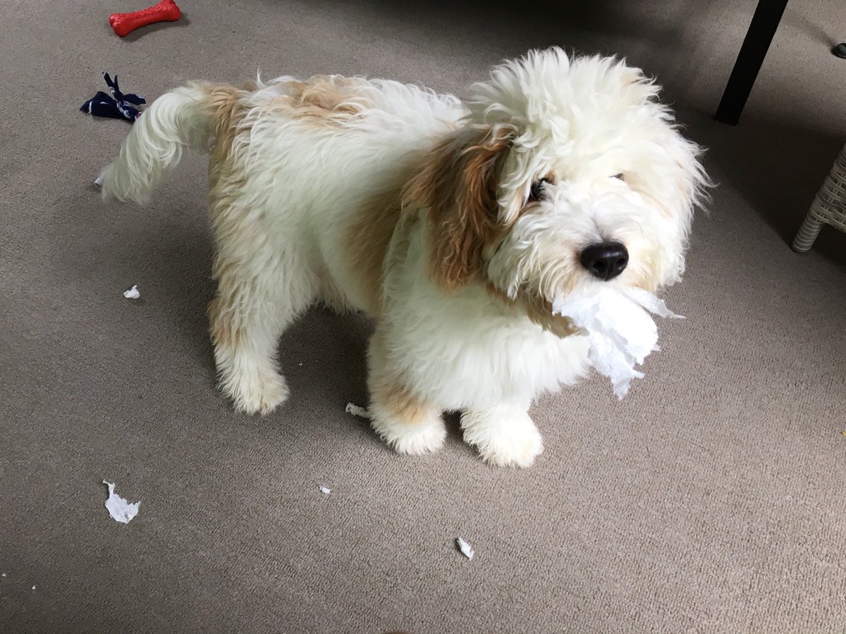 Buster Budweiser <a href="/budweiserusa/">Budweiser</a>  #Pupweiser