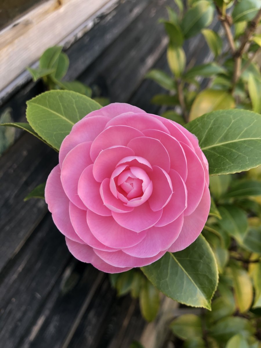 Perfect camellia bloom, March
