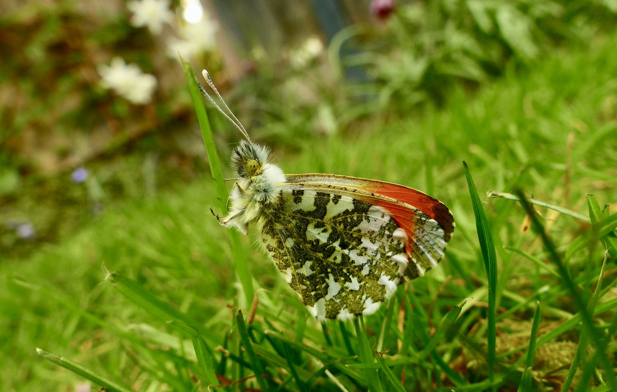 The orange-tip butterfly that dropped in to say hello that time